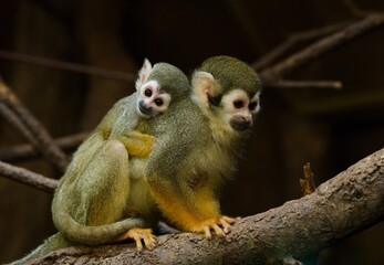 Fototapeta premium Common squirrel monkey 