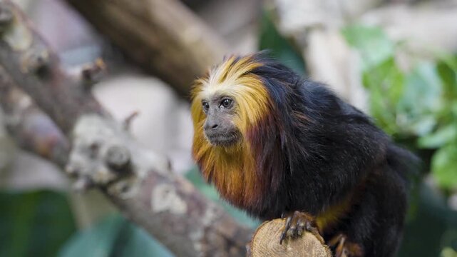 Close up of a lion tamarin New World monkey head sitting on a tree branch and looking around on a cloudy day.
