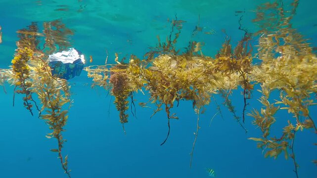 Wrapper drifting below water surface among pieces of Sargassum brown seaweed twigs torn off by storms against blue sea. Bits of algae with plastic packaging floating on top water. Pollution of Ocean