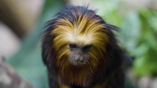 Close up of a lion tamarin New World monkey head sitting on a tree branch and looking around on a cloudy day.