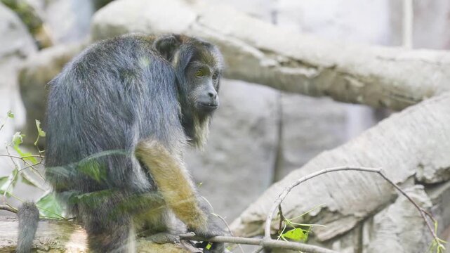 Close up of a howler New World monkey sitting on a tree branch and looking around on a cloudy day.