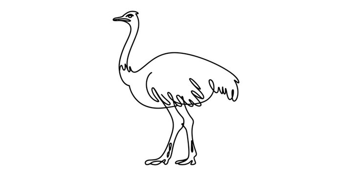 Minimalist single line drawing of an ostrich bird standing on a plain white background design Vector, illustration