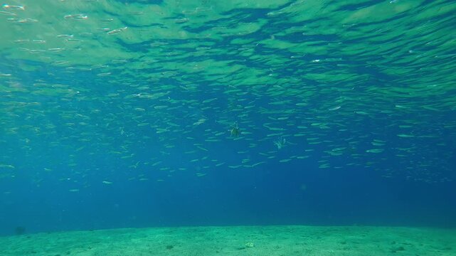 Group Lionfish and Full Beak Needlefish are hunting school of Silversides Atherina in blue water. Common Red Lionfish (Pterois volitans) and Red Sea Houndfish (Tylosurus choram) hunt on Atherinidae