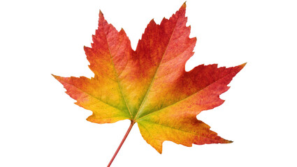 Fototapeta premium Brightly colored autumn maple leaf in striking red, orange and yellow seasonal hues