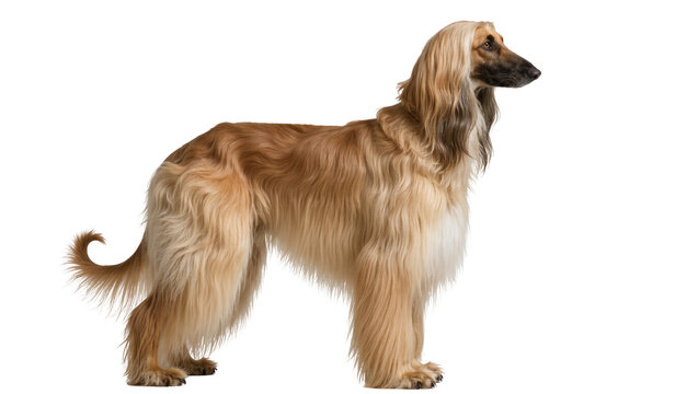 Majestic Afghan Hound standing in profile, showcasing its unique long coat and graceful posture