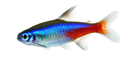 Fototapeta premium Captivating neon tetra fish displaying its beautiful iridescent blue and vivid red markings