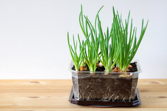 Green onion growing in transparent container at home, indoor gardening, regrow food, sustainable lifestyle, zero waste concept