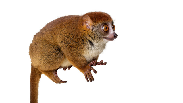 Adorable Northern greater galago with expressive large eyes and soft reddish-brown fur