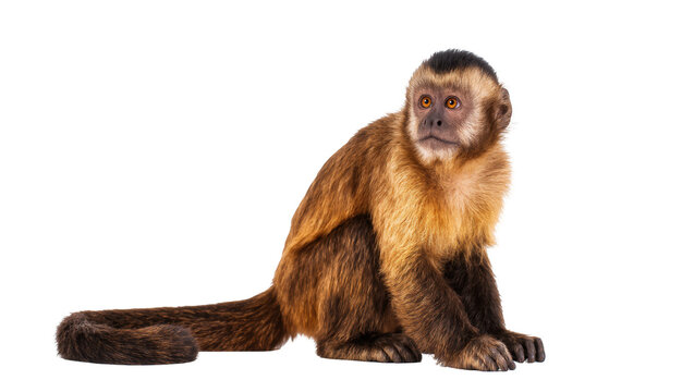 Adorable brown capuchin monkey with bright eyes sitting calmly, intelligent primate portrait