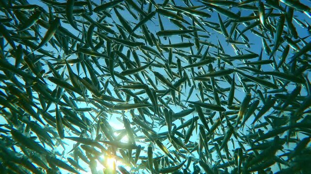 View from below of Hardyhead Silversides Atherina schooling beneath surface, sharply defined by bright sunshine against blue sky, gleaming on backlight by sun