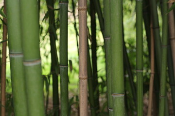 Obraz premium green and brown bamboo forest