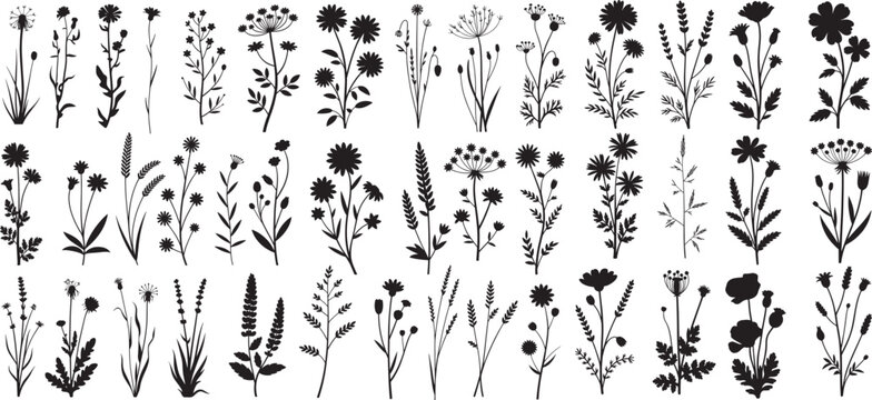 Wildflower silhouette big vector set, silhouettes of meadow herbs, floral and wreaths. wildflowers. wild grass. vector illustration