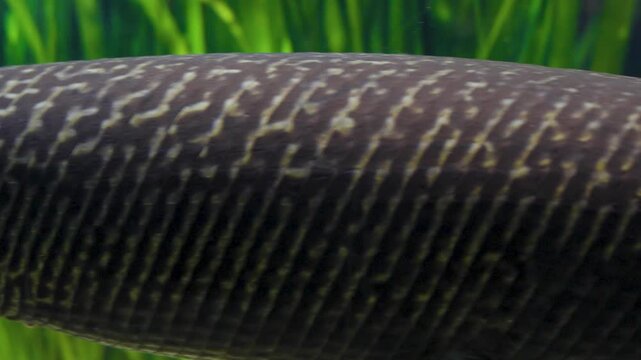 Close up panning across an alligator gar Fish body from tail to head floating underwater