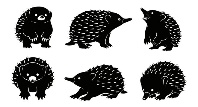 Set of six black echidna illustrations on a white background