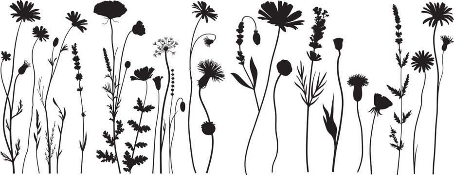 wild flower silhouettes collection, vector illustration isolated on white background