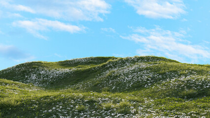 Fototapeta premium Rolling Meadow Hills with White Wildflowers Under Blue Sky. 3D rendering.