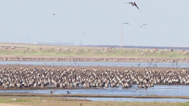 Greater White-fronted Goose (Anser albifrons) huge flock taking off simultaneously from feeding ground