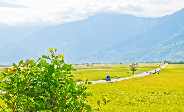 Vibrant green rice fields and winding Mr. Brown Avenue with majestic mountain backdrop in Chishang, Taiwan.