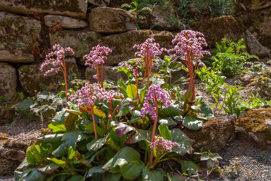 Bergenia cordifolia Dickblatt-Bergenie Gruppe in einem Steingarten