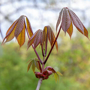 Aesculus parviflora Strauchkastanie Blatt im Austrieb