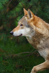 Fototapeta premium Grey wolf in autumn nature