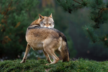 Fototapeta premium Grey wolf in autumn nature