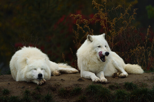 Arctic wolf in autumn nature
