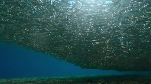 Numberous Hardyhead Silversides Atherina form tightly packed group, creating huge super-school at spawning run. Small fish in blinking sunbeams, backlight by sunlight with sun glare on camera lens