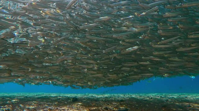 Countless Atherina silvering in sunlight, accumulate below surface at spawning run season. Mass of Silversides shimmers in sunbeams. Huge school of small fish glittering in sunburst swim in blue water