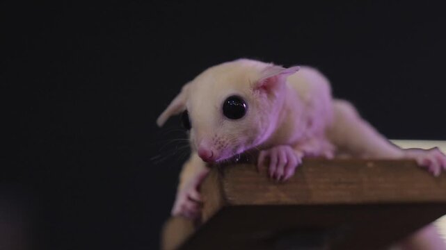 Leucistic sugar glider close-up on wooden surface, exotic pet portrait with big black eyes, cute nocturnal marsupial.