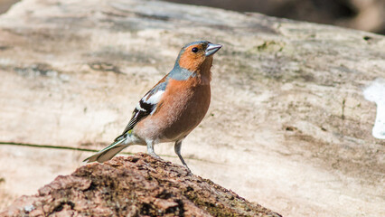 blue tit on the ground © lazalnik