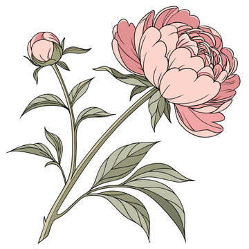 A pink peony flower with green leaves