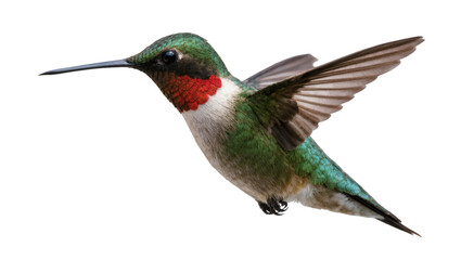Obraz premium Stunning Ruby-throated Hummingbird in mid-flight showing vibrant red throat and green body