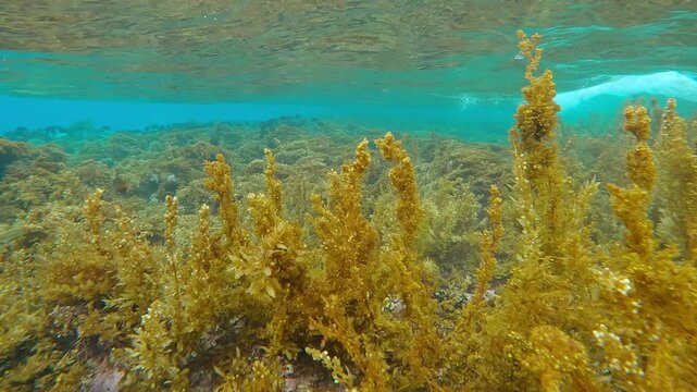 Moving forward above dense, tall thickets of brown Sargassum gulfweed swaying in coastal storm waves on shallow reef, school of fish swims over algae. Natural underwater scene of seaweed in rough sea