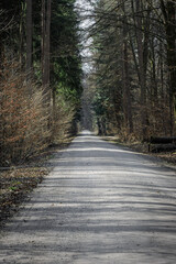 Fototapeta premium Forest pathway through trees in natural woodland landscape