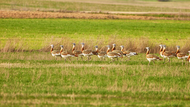 large group of great bustards, Otis tarda, walking on grassland 987
