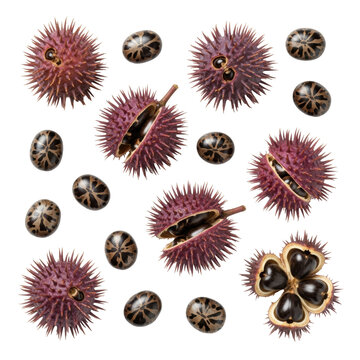 Purple-red spiky castor plant seed pods in various stages of dehiscence and dark mottled seeds, arranged on a transparent background in a macro view, emphasizing botanical toxicity