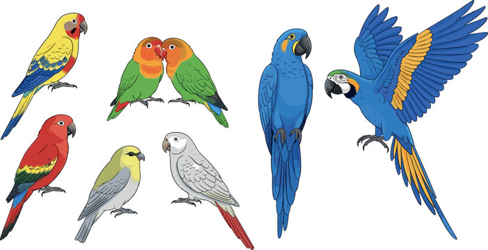 Set of colorful parrot birds cartoon characters including macaw cockatiel lovebird flying perched exotic tropical vector illustration collection isolated design