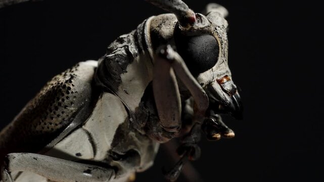 Detailed Side View Of Longhorn Beetle, Highlighting Its Eyes And Antennae, Showcasing Intricate Patterns.