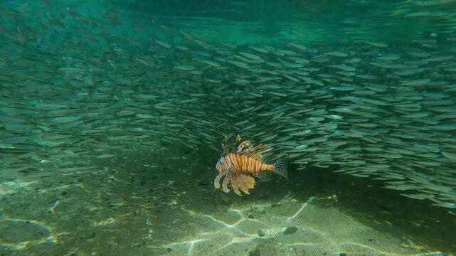 Lionfish opts for prey from among multiple Hardyhead Silversides (Atherina), which are huddled in huge, tight school near shore at beginning of Atherina`s spawning run