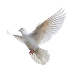 Obraz premium Graceful white dove with pink band flying freely in mid-air