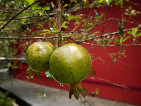 Pomegranate (Punica granatum), is rich in antioxidants, vitamin C, and anti-inflammatory compounds which are very beneficial for maintaining heart health (lowering blood pressure and bad cholesterol).