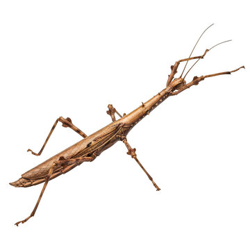 Detailed illustration of a stick insect perched on a branch