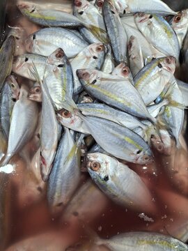 A pile of fresh fish sold at the market: yellowtail scad (Selaroides leptolepis), often simply called selar fish. This tropical marine fish from the Carangidae family is very popular in Indonesia for 