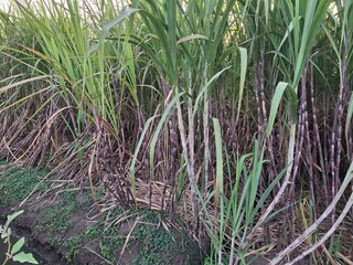 Fototapeta premium Sugarcane plantations (Saccharum officinarum), a type of grass cultivated as the primary raw material for producing sugar and MSG. This plant thrives in tropical climates. Sugarcane generally takes ab