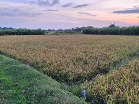 A scene in a rice paddy field in Indonesia appears to be drying out, approaching harvest time. The rice plants appear yellowish-brown, indicating they are mature and ready to be harvested. A small irr