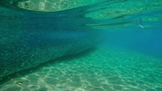 Sea Needle watches for prey in long, dense school of Silversides Atherina gathered in shallow water, stretching out in lengthy chain alongside shore during spawn run. Garfish hunts bait balls.