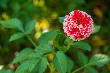 Dahlia against a background of green leaves