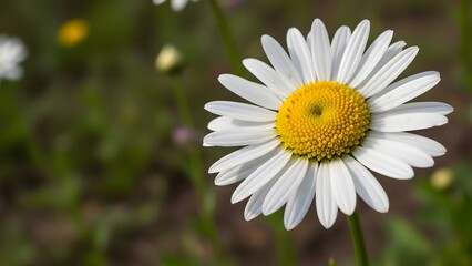 Fototapeta premium Close up of chamomile flower with white petals and yellow center on blurred background