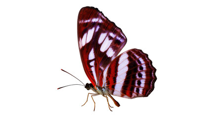 Beautiful tropical butterfly with vibrant red and white patterned wings and delicate antennae © Andrei